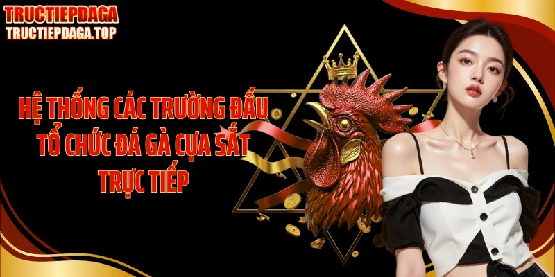 he thong cac truong dau to chuc da ga cua sat truc tiep Hệ thống các trường đấu tổ chức đá gà cựa sắt trực tiếp
