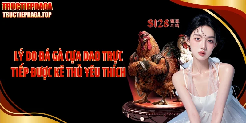 ly do da ga cua dao truc tiep duoc ke thu yeu thich Lý do đá gà cựa dao trực tiếp được kê thủ yêu thích