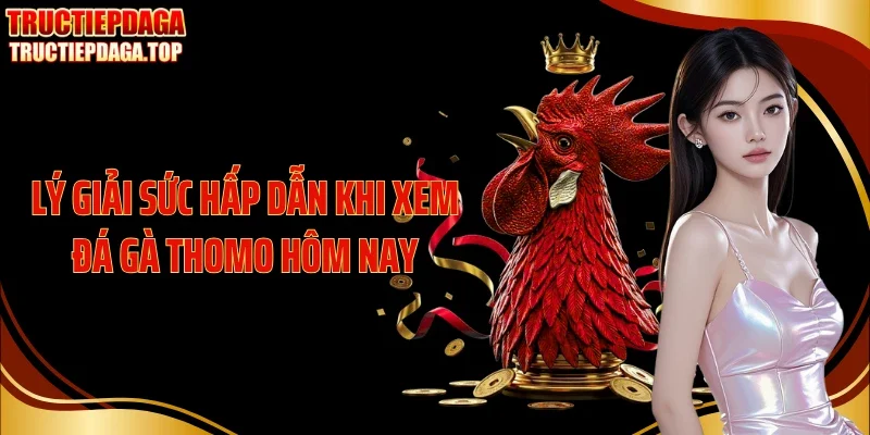 ly giai suc hap dan khi xem da ga thomo hom nay Lý giải sức hấp dẫn khi xem đá gà Thomo hôm nay