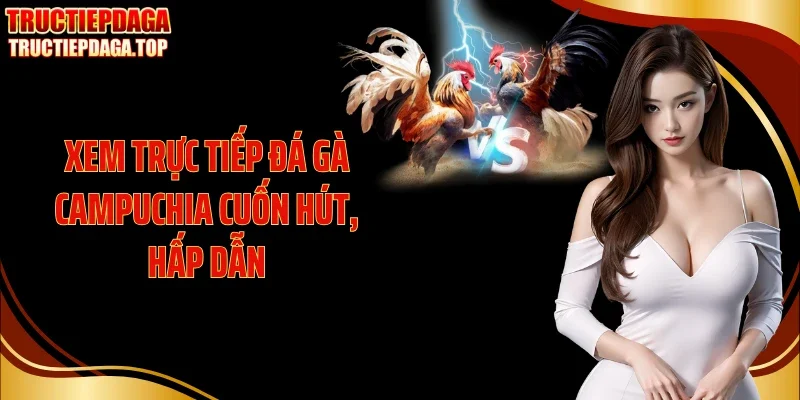 xem truc tiep da ga campuchia cuon hut hap dan Xem trực tiếp đá gà Campuchia cuốn hút, hấp dẫn