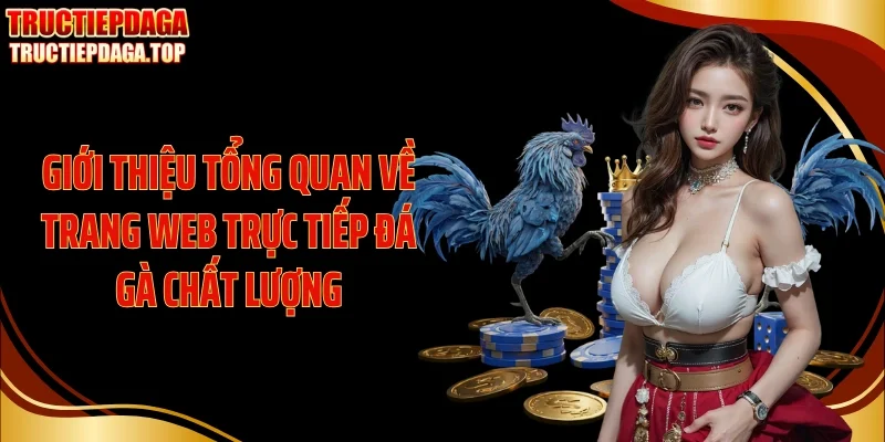 Giới thiệu tổng quan về trang web trực tiếp đá gà chất lượng