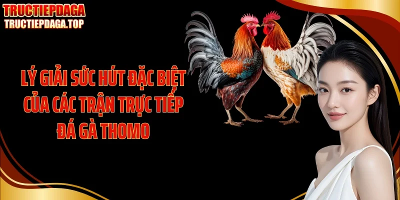 ly giai suc hut dac biet cua cac tran truc tiep da ga thomo Lý giải sức hút đặc biệt của các trận trực tiếp đá gà Thomo