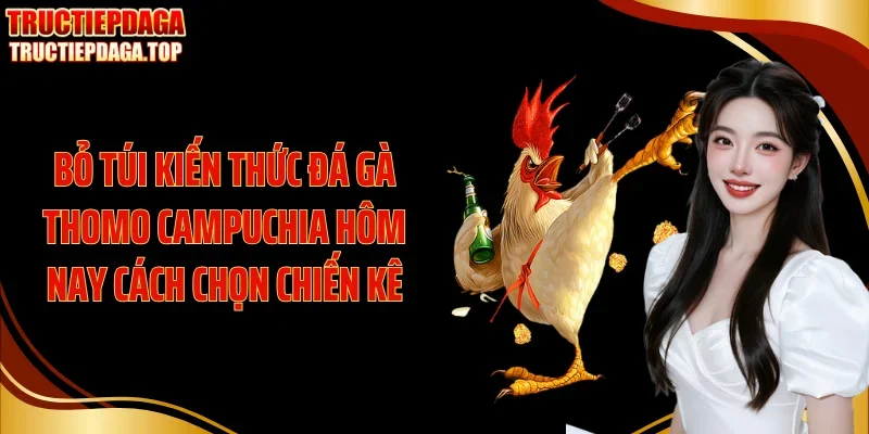 bo tui kien thuc da ga thomo campuchia hom nay cach chon chien ke Bỏ túi kiến thức đá gà thomo Campuchia hôm nay cách chọn chiến kê