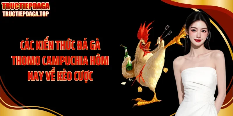 cac kien thuc da ga thomo campuchia hom nay ve keo cuoc Các kiến thức đá gà thomo Campuchia hôm nay về kèo cược