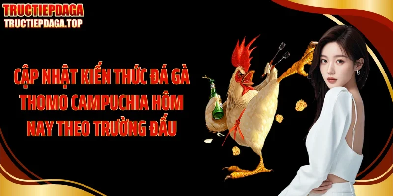 cap nhat kien thuc da ga thomo campuchia hom nay theo truong dau Cập nhật kiến thức đá gà thomo Campuchia hôm nay theo trường đấu