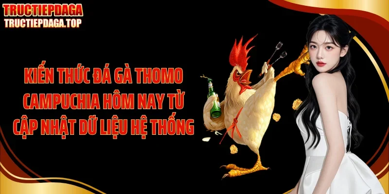 kien thuc da ga thomo campuchia hom nay tu cap nhat du lieu he thong Kiến thức đá gà thomo Campuchia hôm nay từ cập nhật dữ liệu hệ thống